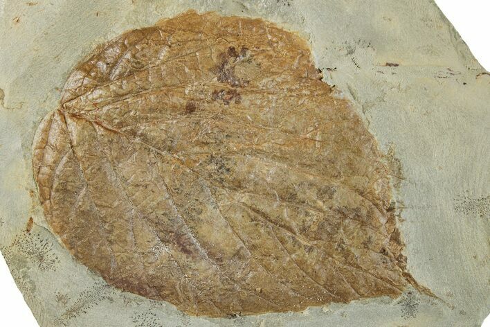 Fossil Leaf (Beringiaphyllum) - Montana #268177